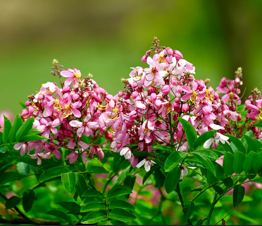 Cassia javanica susb. nodosa vibrant pink flowering tropical shrub with lush green leaves