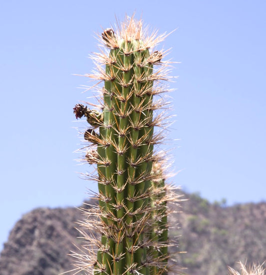 Castellanosia caineana hoge groene cactus met scherpe gouden stekels en woestijnachtergrond