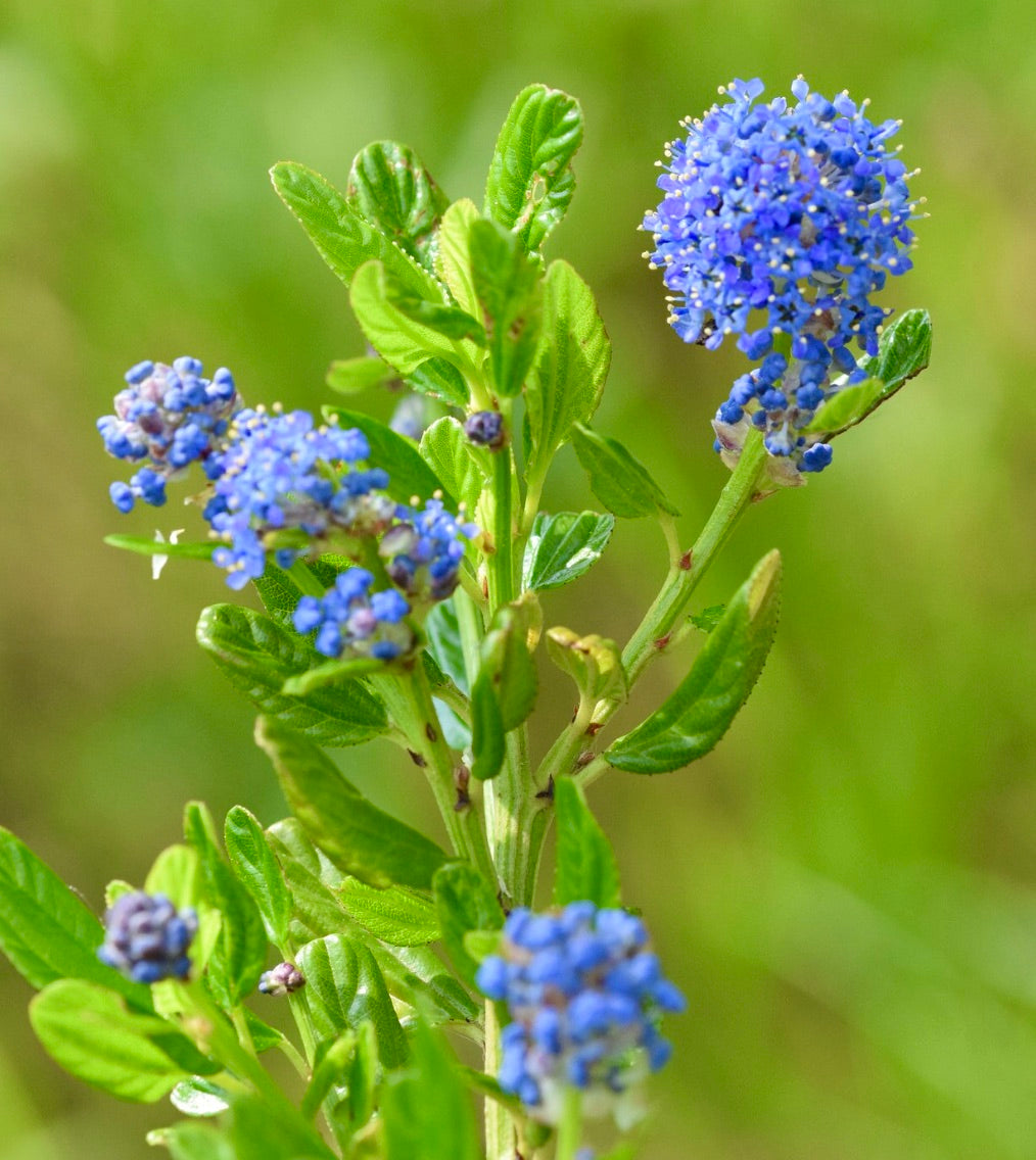 Ceanothus impressus cv VICTORIA shrub with vibrant blue flower clusters and textured green leaves