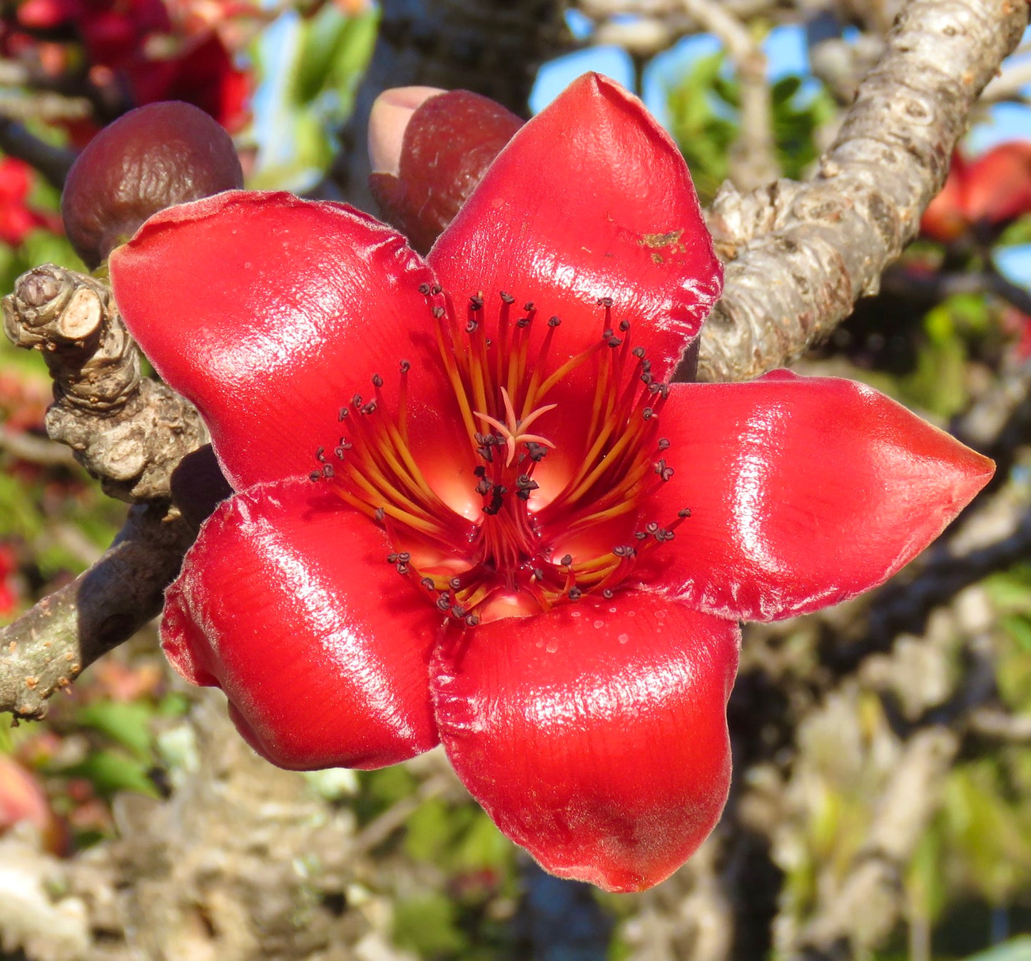 Ceiba bombax vibrant red glossy flower with prominent stamens on thick textured branches