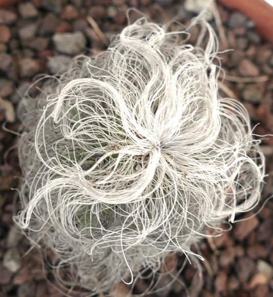 Cephalocereus senilis cactus with long white hair-like spines and green body