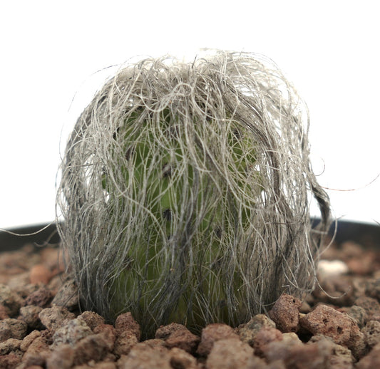 Cephalocereus senilis small green cactus with long white hair-like spines in rocky soil