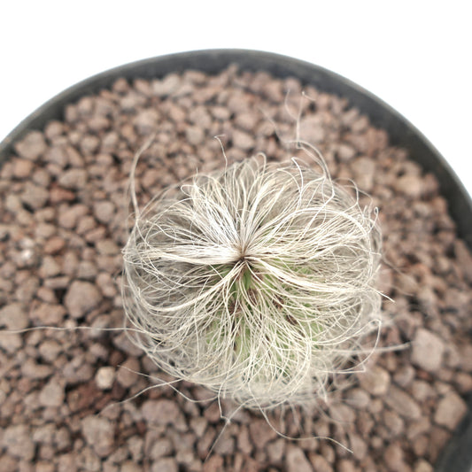 Cephalocereus senilis small cactus with long white hair-like spines in rocky soil