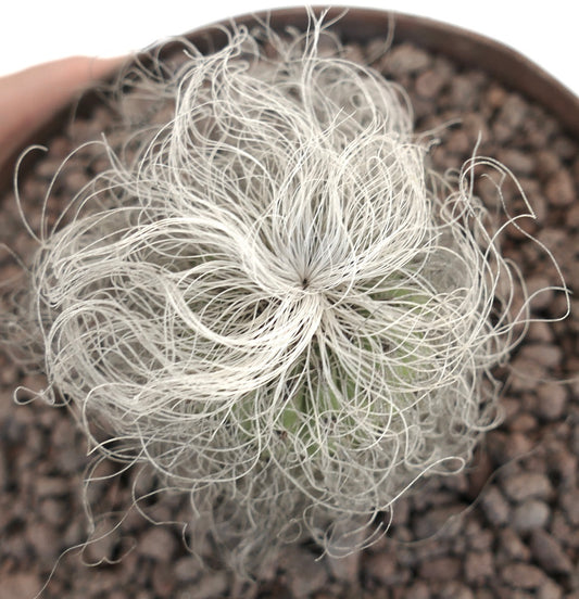 Cephalocereus senilis cactus with long white hair-like spines in a small pot