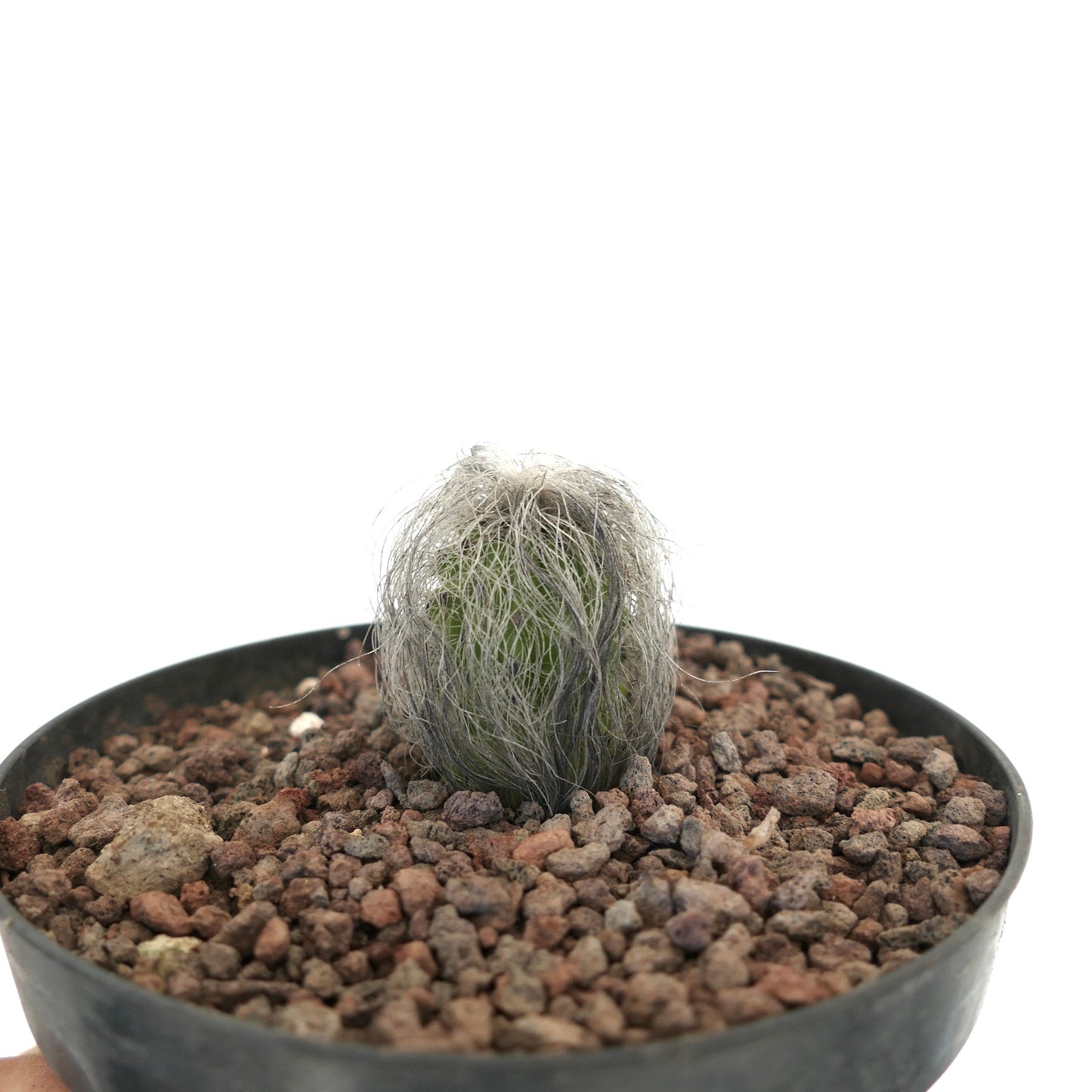 Cephalocereus senilis piccolo cactus verde con lunghi aculei bianchi simili a capelli in vaso nero