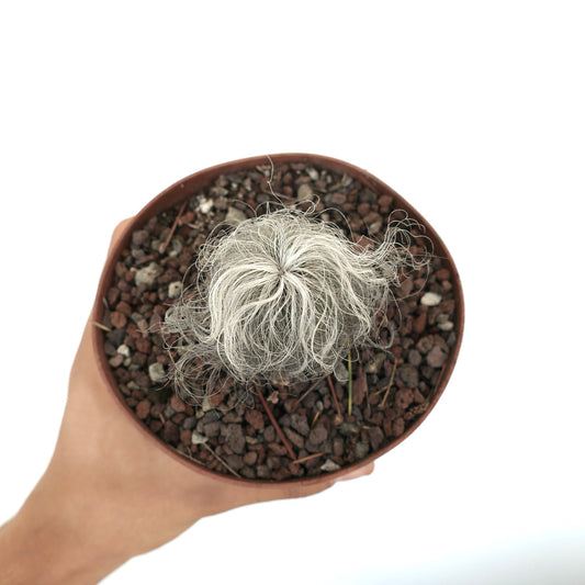 Cephalocereus senilis small cactus with white hairy spines in a brown pot held by hand