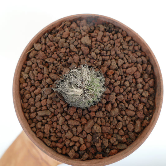 Cephalocereus senilis small cactus with white hairy spines in terracotta pot