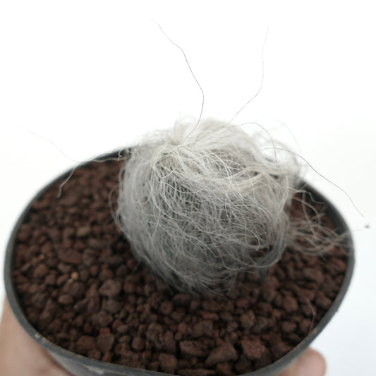 Cephalocereus senilis small round cactus with dense white hair-like spines in pot