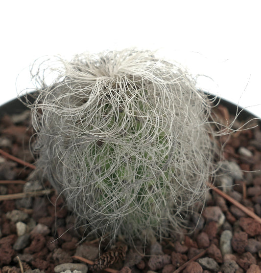 Cephalocereus senilis small cactus with long white hair-like spines and green body in rocky soil