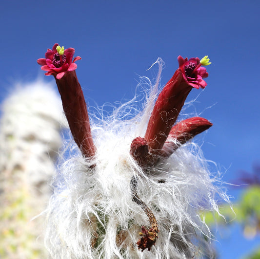 Cephalocereus senilis cactus with white hairy texture and vibrant red tubular flowers against blue sky