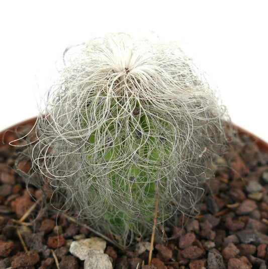 Cephalocereus senilis rare cactus with long white hair-like spines and green ribbed body