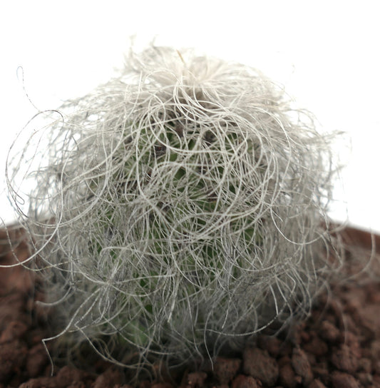 Cephalocereus senilis small cactus with dense white hair-like spines and green stem