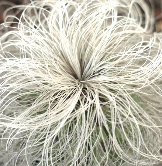 Cephalocereus senilis cactus with long white hair-like spines and green stem beneath