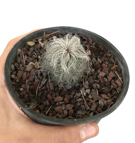 Cephalocereus senilis small cactus with white hairy spines in black pot held by hand