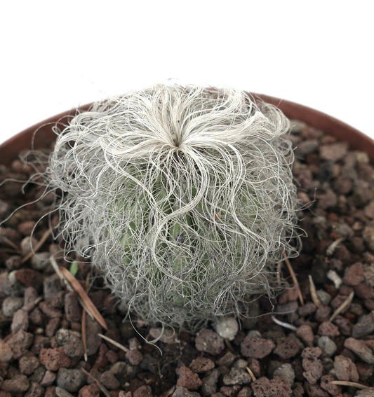 Cephalocereus senilis small cactus with dense white hair-like spines in rocky soil pot