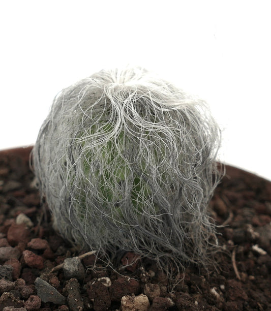 Cephalocereus senilis small round cactus with long white hair-like spines in soil