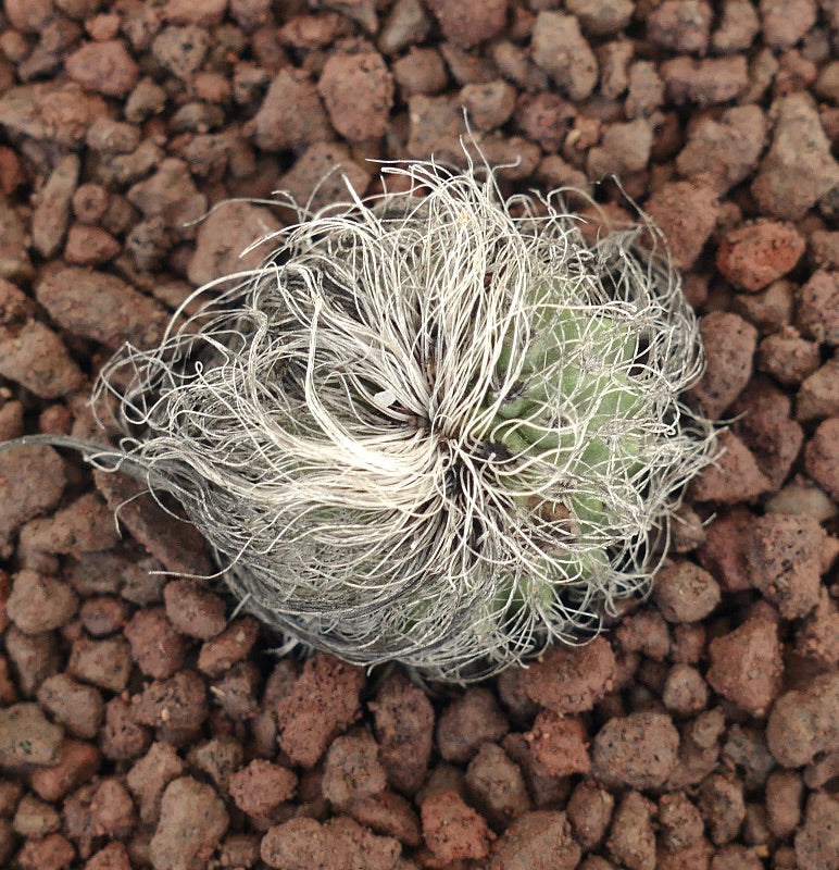 Cephalocereus senilis small cactus with long white hair-like spines on rocky soil