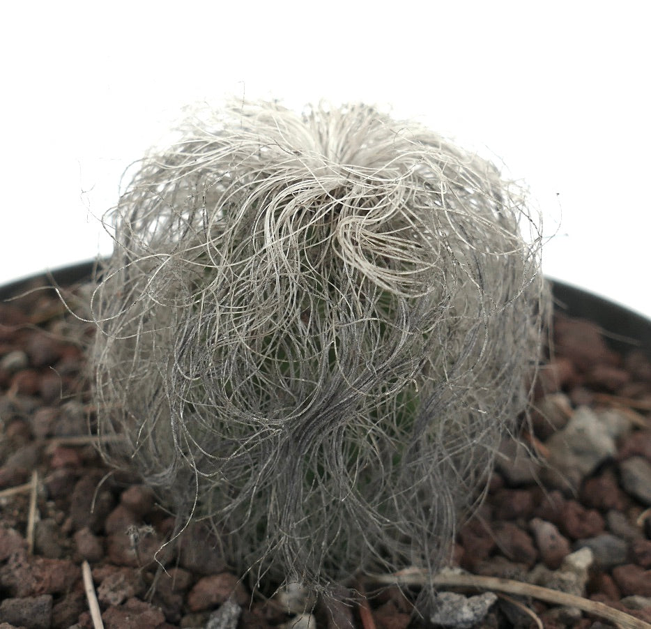 Cephalocereus senilis piccolo cactus con lunghi aculei bianchi simili a capelli e fusto verde