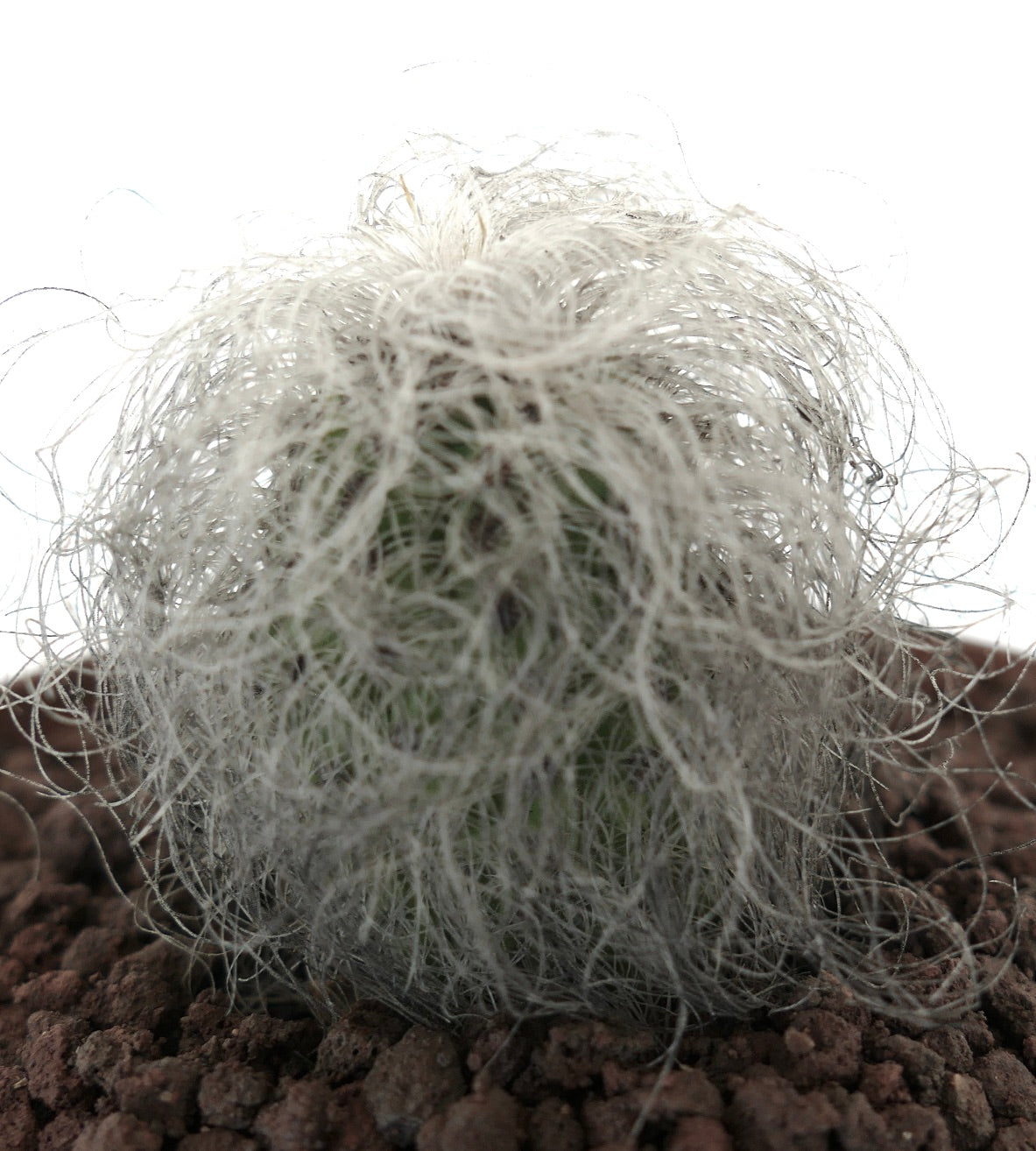 Cephalocereus senilis piccolo cactus con spine dense bianche simili a peli sulla terra