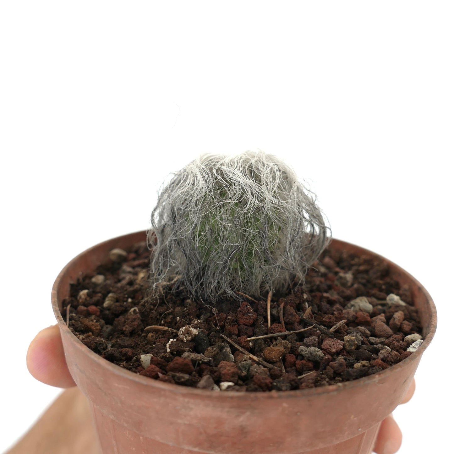 Cephalocereus senilis piccolo cactus con lunghi aculei bianchi pelosi in vaso di terracotta