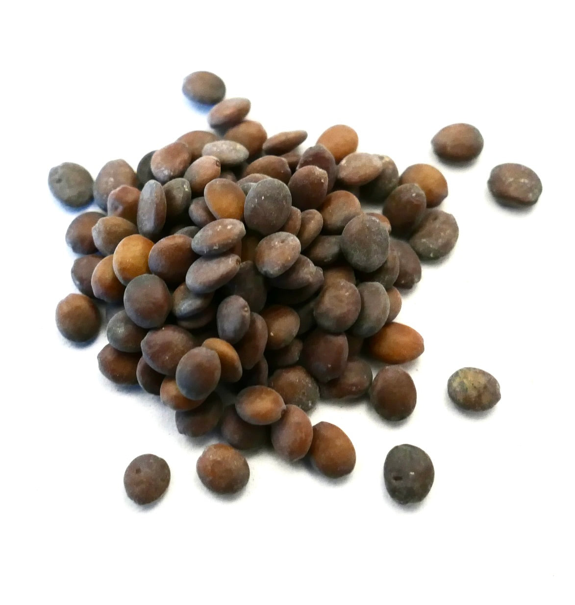 서키스 캐나다엔시스 작은 둥근 갈색 씨앗 식재용 토종 낙엽수