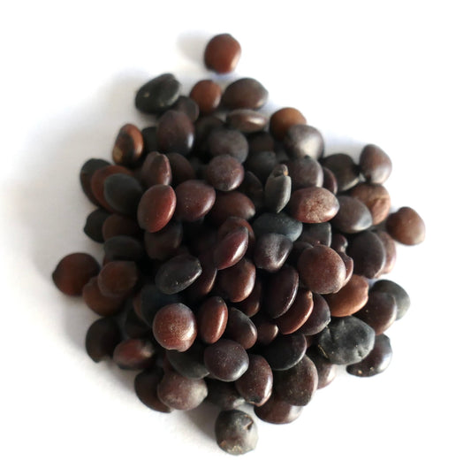 Cercis chinensis smooth dark brown seeds close-up on white background