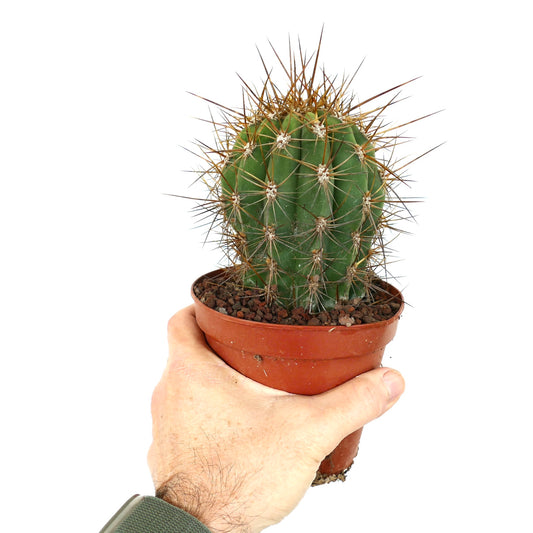 Cereus pasacana small green cactus with long brown spines in terracotta pot held by hand