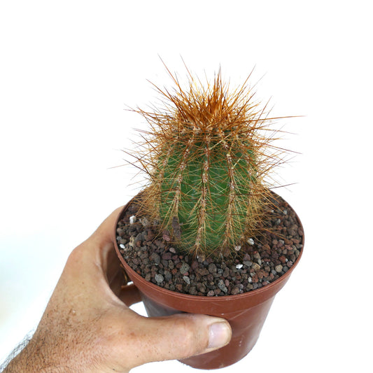 Potted Cereus atacamensis held in a hand, displaying upright ribbed stem with clusters of sharp golden-brown spines.