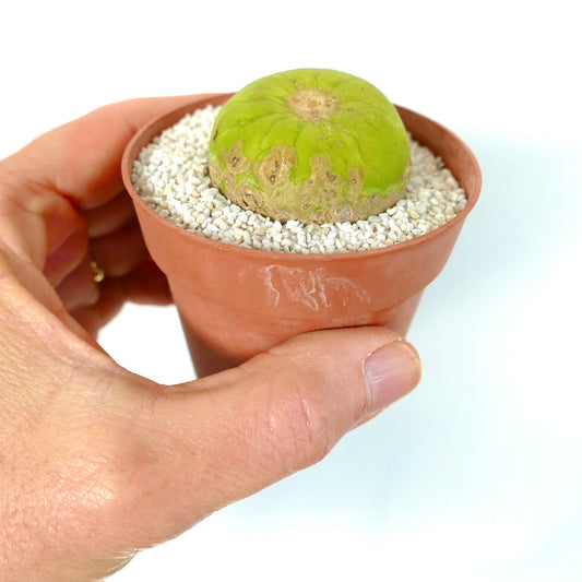 Cereus breedgesii small round succulent cactus with green top and textured base in pot