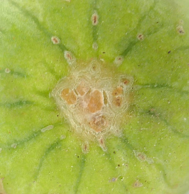 Cereus breedgesii close-up of cactus stem with scarred areole and green textured surface
