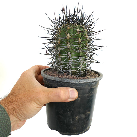 Cereus chiloensis var. zizkaanus succulent cactus with thick green stem and prominent black spines in pot