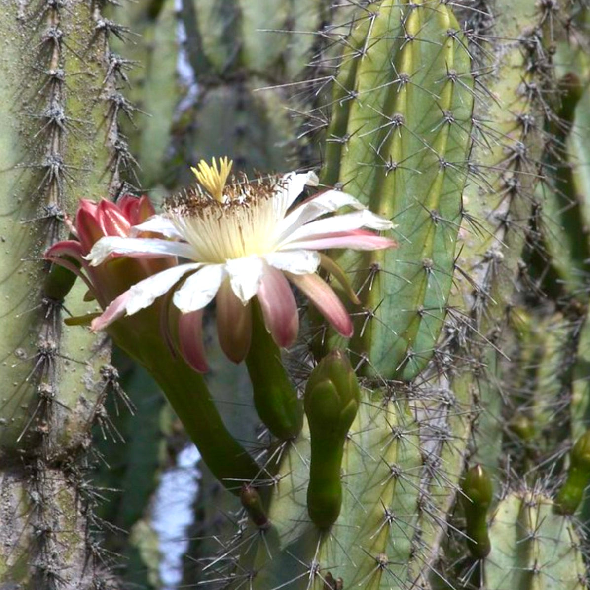 Cereus forbesii cactus with white and pink large flower and sharp spines on green stems