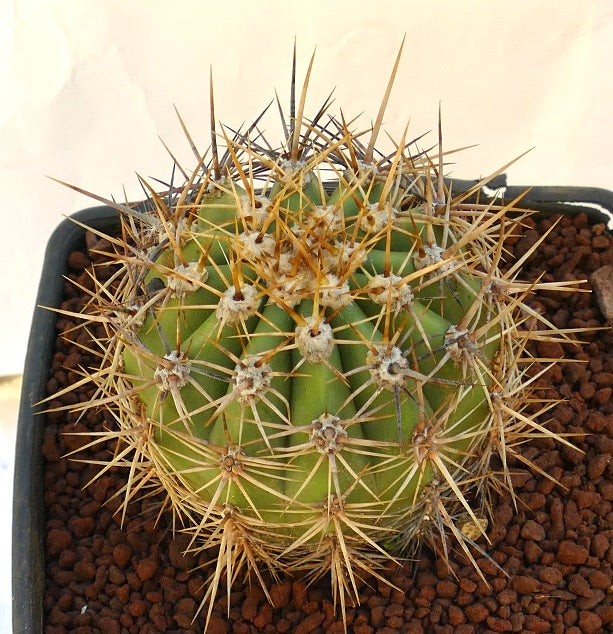 Cereus pasacana green cactus with prominent long yellowish spines and ribbed structure