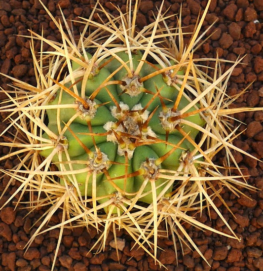 Cereus pasacana green cactus with dense long yellow spines and rounded ribs