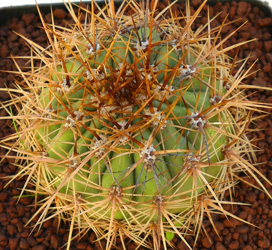 Cereus pasacana cactus with dense long brown spines and rounded green stem segments