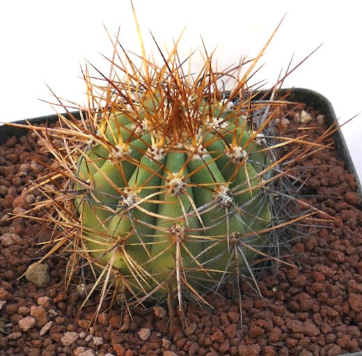 Cereus pasacana small succulent cactus with dense brown spines in rocky soil