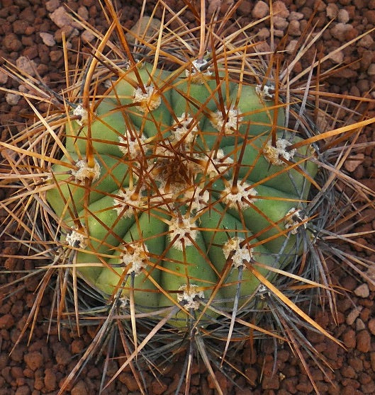 Cereus pasacana cactus with prominent brown spines and ribbed green body on rocky soil