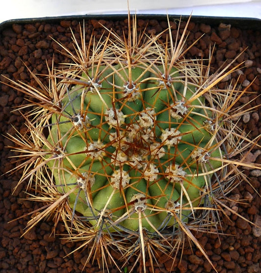 Cereus pasacana cactus with dense long golden spines and ribbed green body in soil
