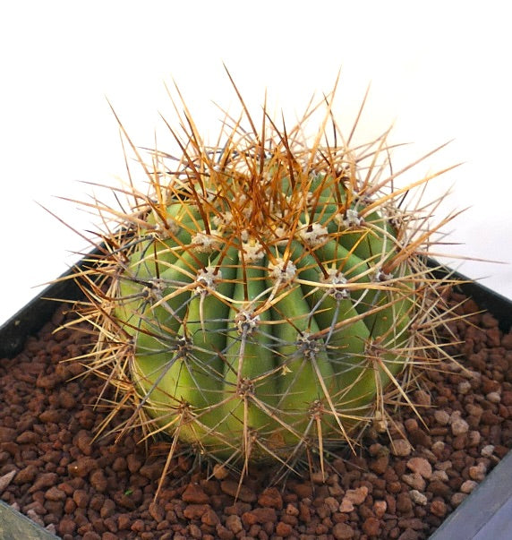 Cereus pasacana green succulent cactus with dense long golden spines in pot