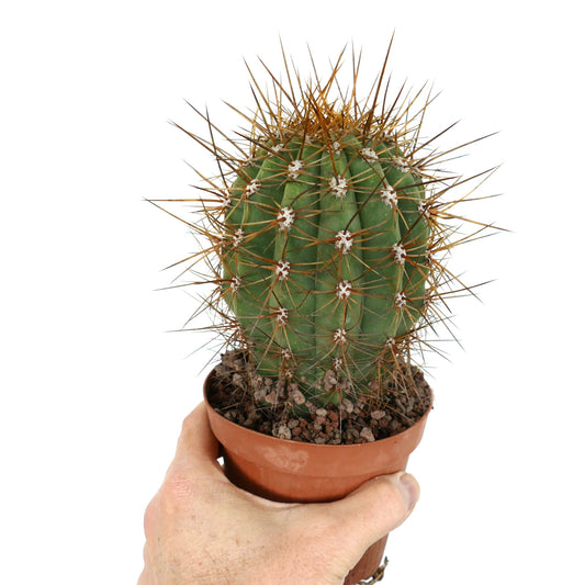 Cereus pasacana succulent cactus with thick green ribs and long sharp brown spines in pot