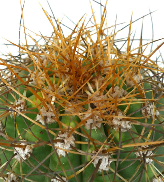 Cereus pasacana cactus with dense golden and brown spines on green ribbed stem