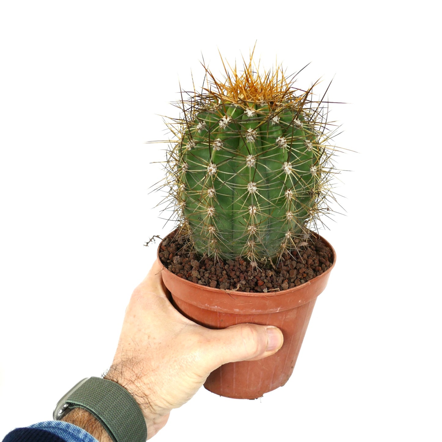 Cereus pasacana green cactus with prominent golden spines in a small pot held by hand