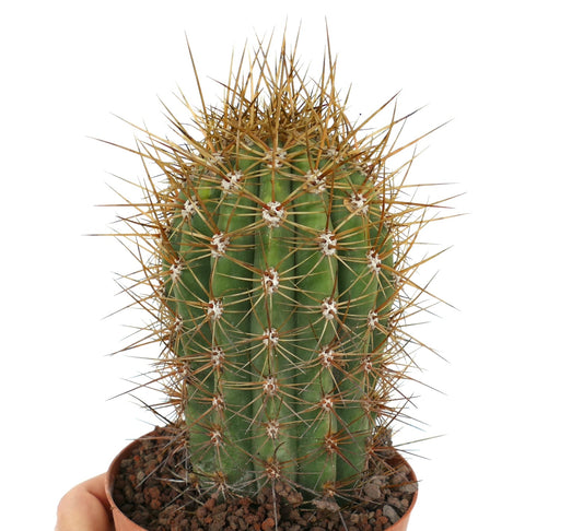Cereus pasacana cactus with strong long brown spines and ribbed green stem in pot