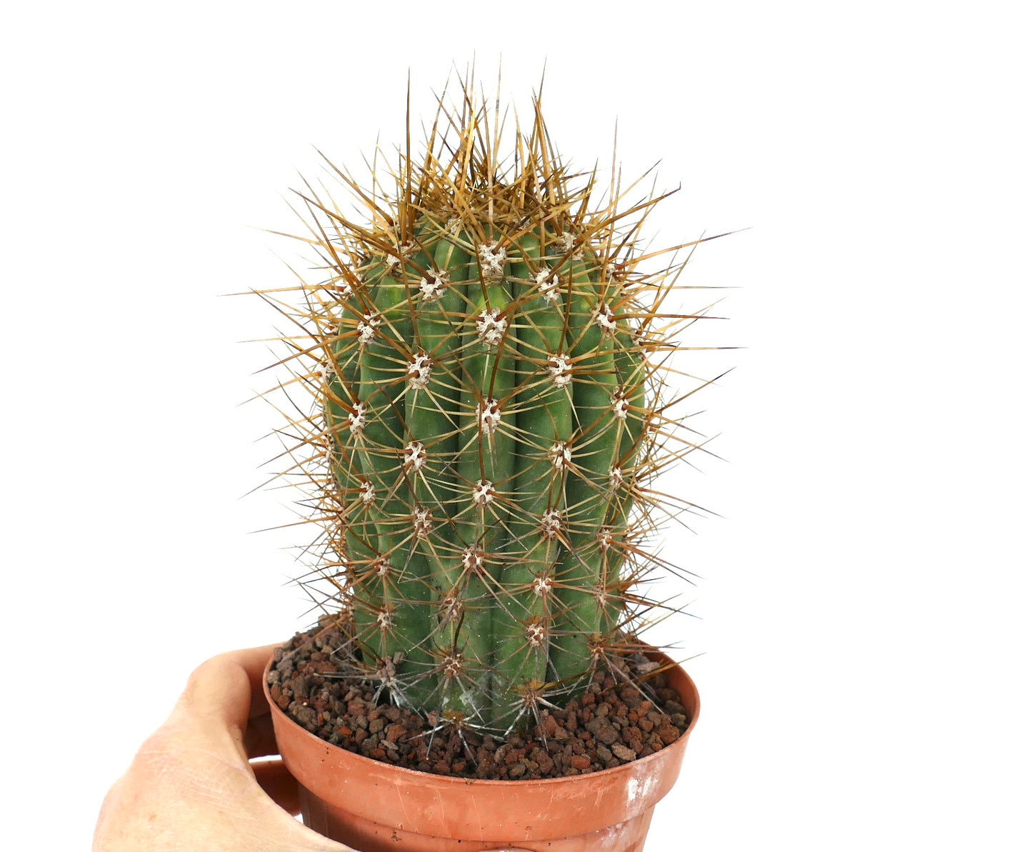Cereus pasacana green cactus with strong long brown spines in small pot