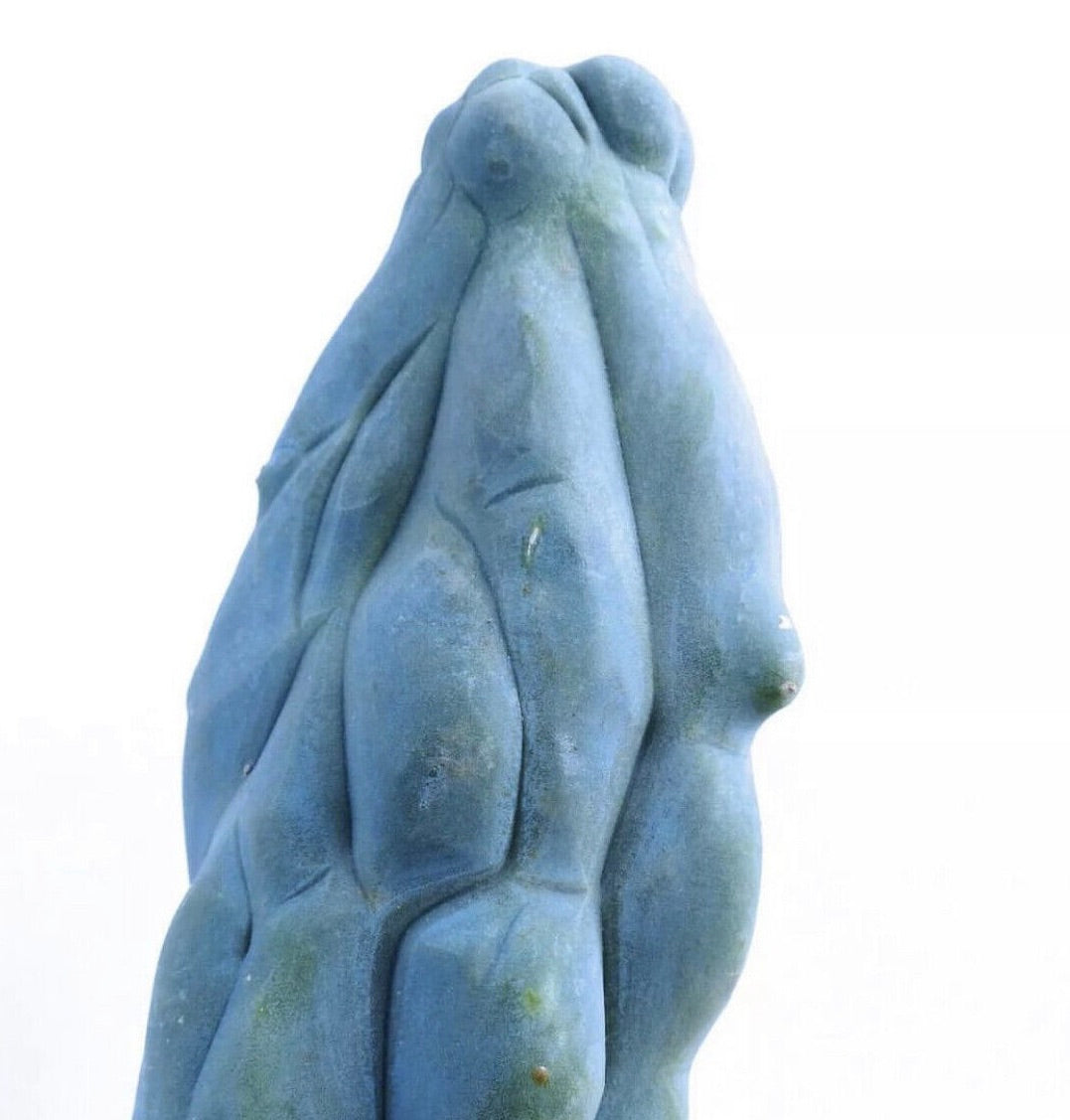 Cereus peruvianus blue succulent cactus with smooth, rounded ribbed stems and bluish hue