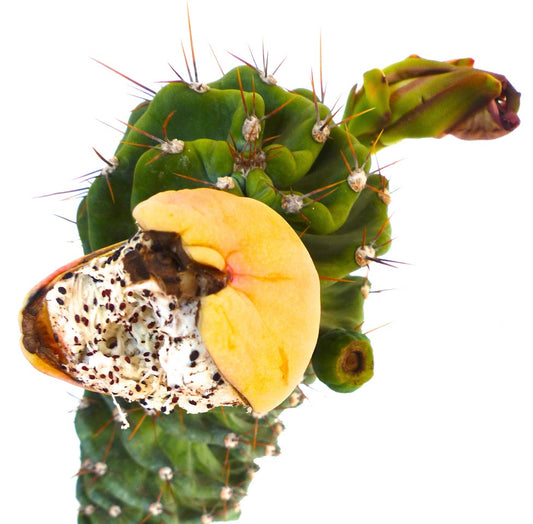 Cereus peruvianus succulent cactus with spiral stems and yellow fruit with seeds exposed