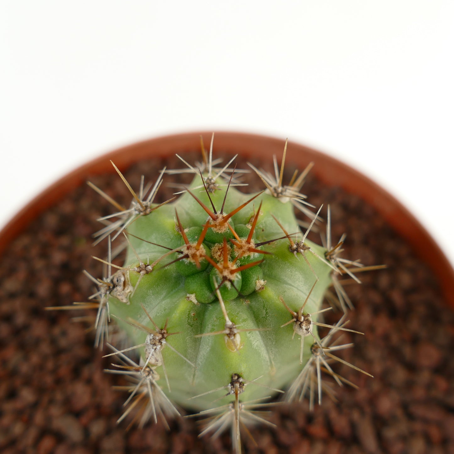 Cereus sp. sp. small green cactus with prominent long brown and white spines in pot
