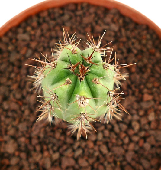세레우스 속 다육 선인장, 뚜렷한 갈색 가시와 녹색 능선이 있는 몸체, 화분에 심김