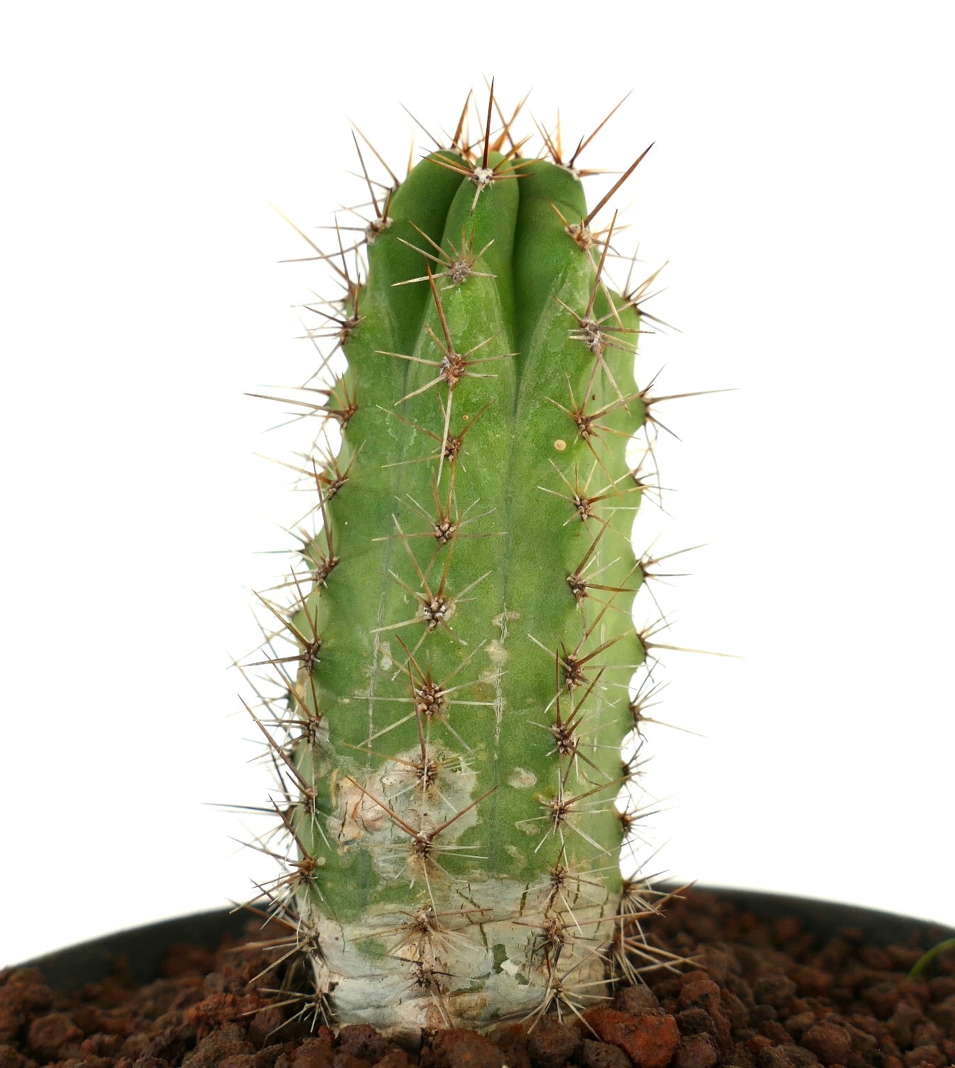 Cereus sp. succulent cactus with prominent brown spines and green ribbed stem in soil