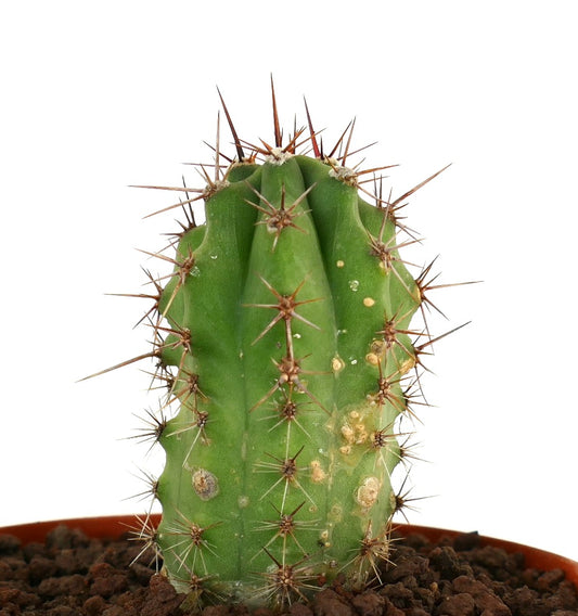 세레우스 속 작은 초록 선인장, 눈에 띄는 갈색 가시와 질감 있는 표면을 가진 화분 내 식물